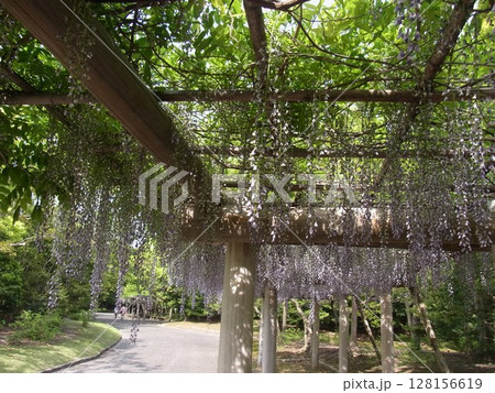 色彩豊かな花 128156619