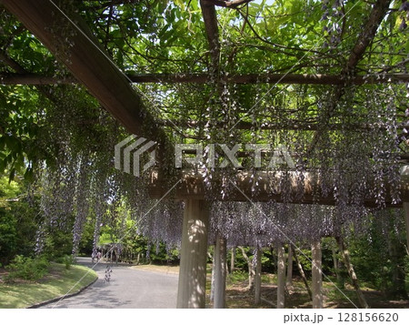 色彩豊かな花 色彩豊かな花 128156620