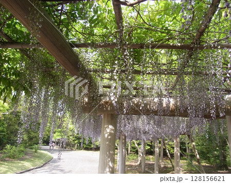 色彩豊かな花 128156621