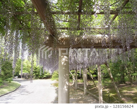 色彩豊かな花 128156624