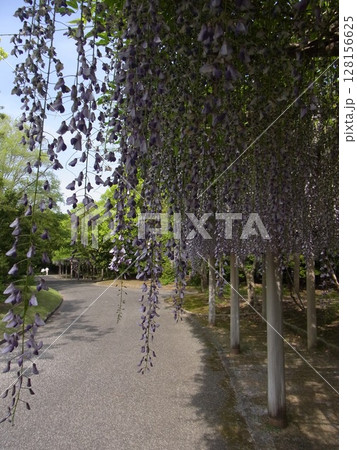 色彩豊かな花 128156625