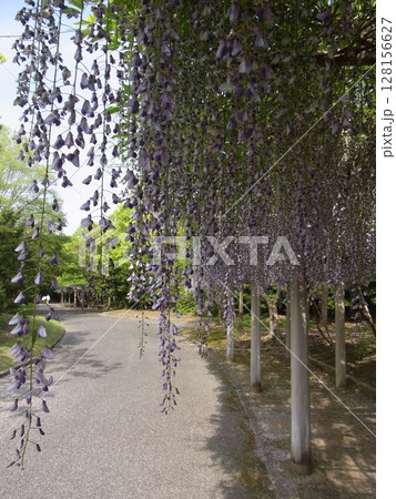 色彩豊かな花 128156627