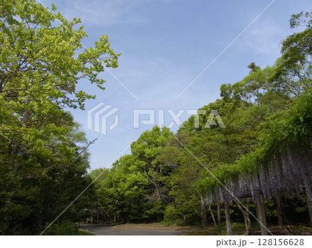 色彩豊かな花 128156628