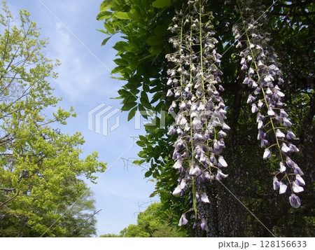 色彩豊かな花 128156633