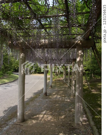 色彩豊かな花 128156635