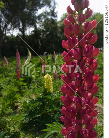 色彩豊かな花 128156647