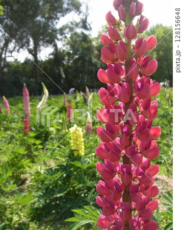 色彩豊かな花 128156648