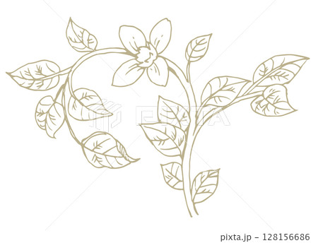 花のスケッチ素材。ベクターイラスト素材。 128156686