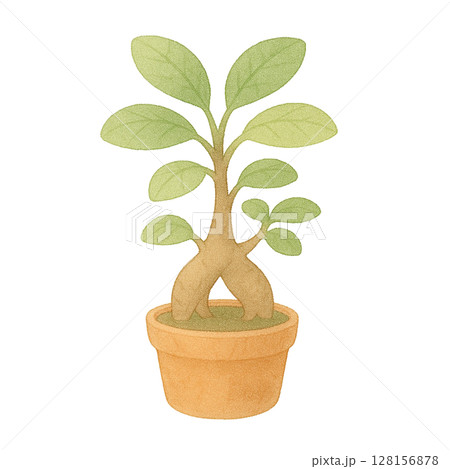 観葉植物】ガジュマルのイラストのイラスト素材 [128156878] - PIXTA