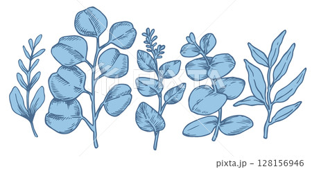 Set of tropical blue eucalyptus leaves. Vector illustration in sketch style 128156946