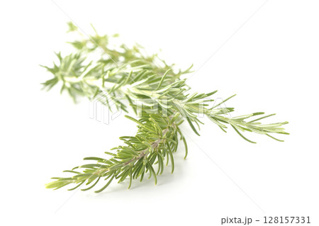 ローズマリーの葉を白背景で撮影 128157331