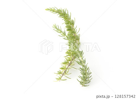 ローズマリーの葉を白背景で撮影 128157342