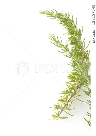 ローズマリーの葉を白背景で撮影 128157349
