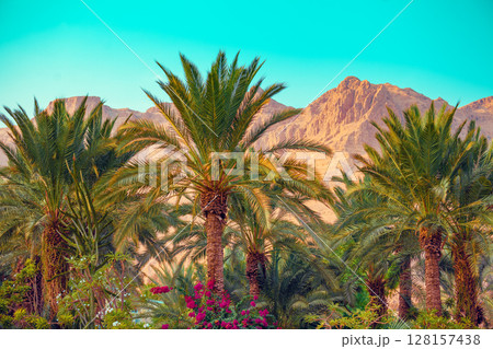 Rural landscape with palm plantation and mountains in the background. Ein Gedi, Israel Rural landscape with palm plantation and mountains in the background. Ein Gedi, Israel 128157438