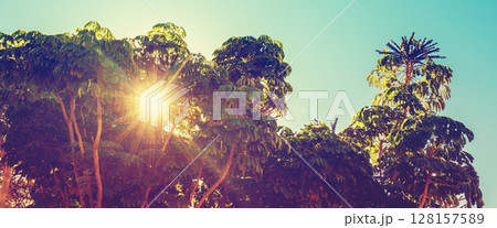 Mediterranean landscape. Foliage on a sunny day. Schefflera trees in the park. Horizontal banner Mediterranean landscape. Foliage on a sunny day. Schefflera trees in the park. Horizontal banner 128157589