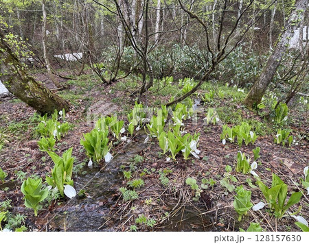 秋田県　湯沢市　栗駒山麓　旧子安街道　三本木　ミズバショウ 128157630