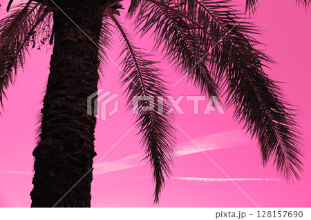 Silhouette of a tropical palm tree against a pink sunset sky Silhouette of a tropical palm tree against a pink sunset sky 128157690