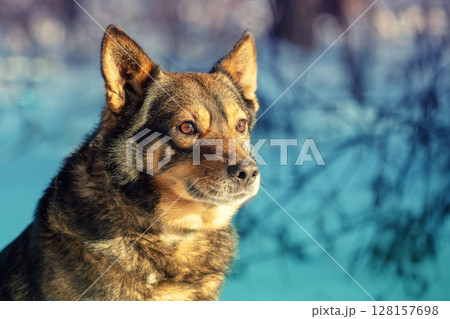 A dog walks in a snowy forest in winter A dog walks in a snowy forest in winter 128157698