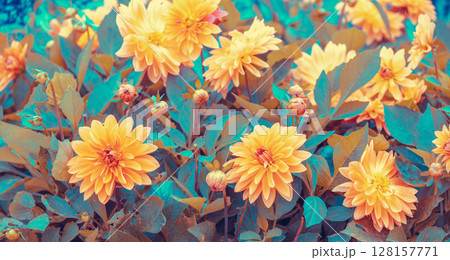 Dahlia flowers in the garden. Nature background Dahlia flowers in the garden. Nature background 128157771