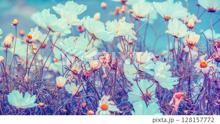 Flowering Cosmos background. Flowers in the garden in summer. Floral background 128157772