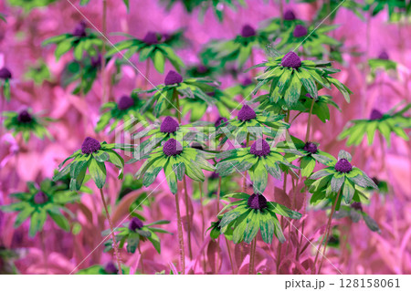 Flowering Rudbeckia hirta (Black-eyed Susan) flowers in the garden in summer. Green-purple color. Floral background Flowering Rudbeckia hirta (Black-eyed Susan) flowers in the garden in summer. Green-purple color. Floral background 128158061