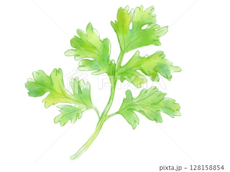 新鮮で美味しそうなパクチーの手描き水彩イラスト 新鮮で美味しそうなパクチーの手描き水彩イラスト 128158854