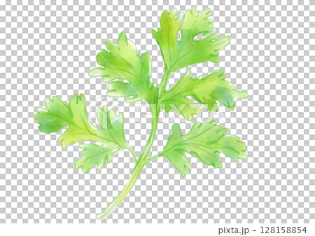 新鮮で美味しそうなパクチーの手描き水彩イラスト 新鮮で美味しそうなパクチーの手描き水彩イラスト 128158854