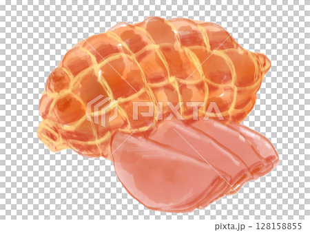 贈答にぴったりの美味しそうなボンレスハムの手描き水彩イラスト 128158855