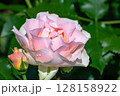 水の雫がついた薄いピンクの美しいバラとツボミ 1  128158922