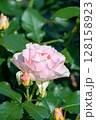 水の雫がついた薄いピンクの美しいバラとツボミ 2 128158923