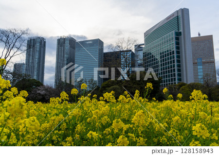 浜離宮恩賜庭園の菜の花とビル 128158943