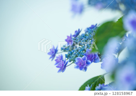 青い紫陽花 128158967