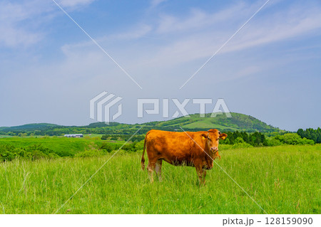 放牧された阿蘇の赤牛 128159090