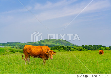 放牧された阿蘇の赤牛 128159092