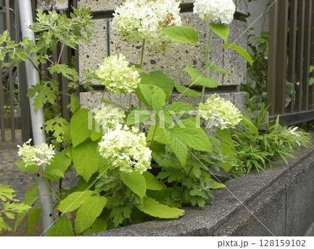 色の変化が楽しめるアナベル紫陽花 128159102