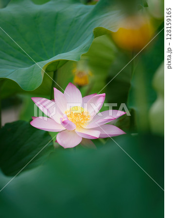優雅に咲く蓮の花 優雅に咲く蓮の花 128159165
