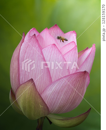 ハスの花に止まるハチ 128159170