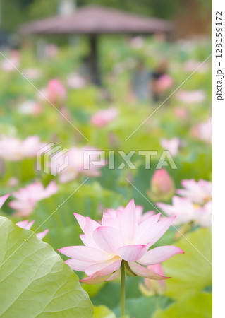 蓮の花のある風景 128159172