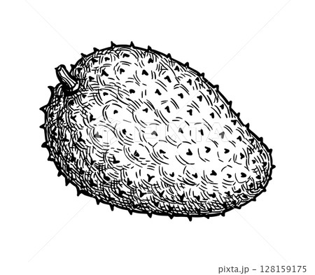 Soursop ink sketch. 128159175