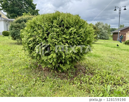 trimmed thuja on the lawn on a summer day. High quality photo trimmed thuja on the lawn on a summer day. High quality photo 128159198
