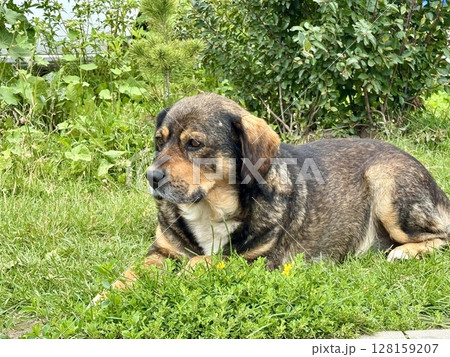 sad homeless dog lying on the street. High quality photo 128159207