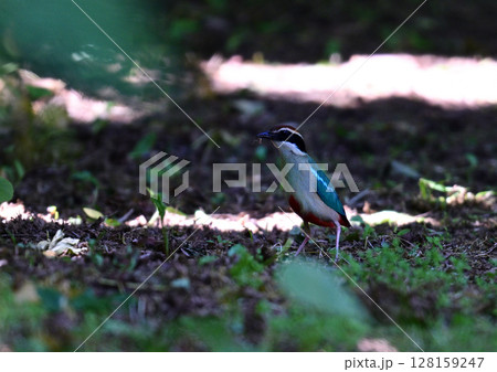 森の宝石 ヤイロチョウ 森の宝石 ヤイロチョウ 128159247