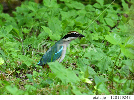 森の宝石 ヤイロチョウ 森の宝石 ヤイロチョウ 128159248