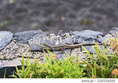 A lizard with a long tail, crawling on the rocks in the wild A lizard with a long tail, crawling on the rocks in the wild 128159288