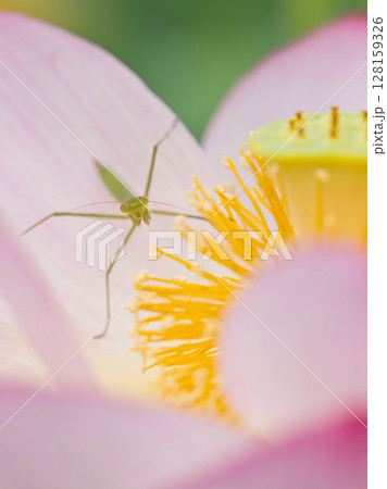 蓮の花にとまる蜘蛛 128159326