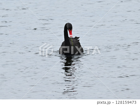 コクチョウ ブラックスワン コクチョウ ブラックスワン 128159473