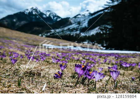 Dolina Chocholowska with blossoming purple crocuses or saffron flowers,Tatra mountains, Poland. 128159804