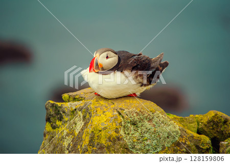 Single atlantic puffin in Iceland, animal outdoor background Single atlantic puffin in Iceland, animal outdoor background 128159806