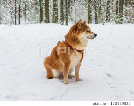 Funny friendly brown Shiba Inu dog in the winter forest 128159823