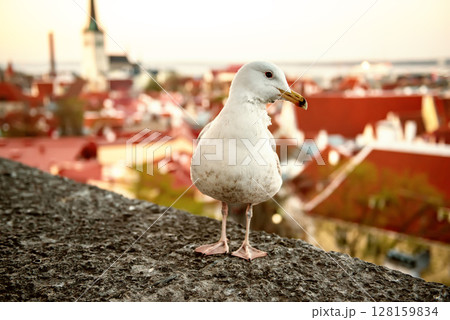 Tallinn and sea gull Tallinn and sea gull 128159834